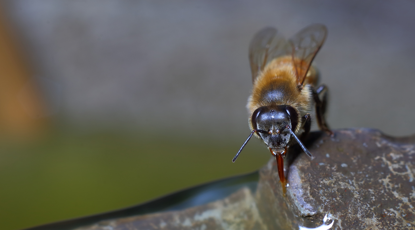 Keeping Our Buzzing Neighbours Hydrated: How to Support Bees During a Heatwave