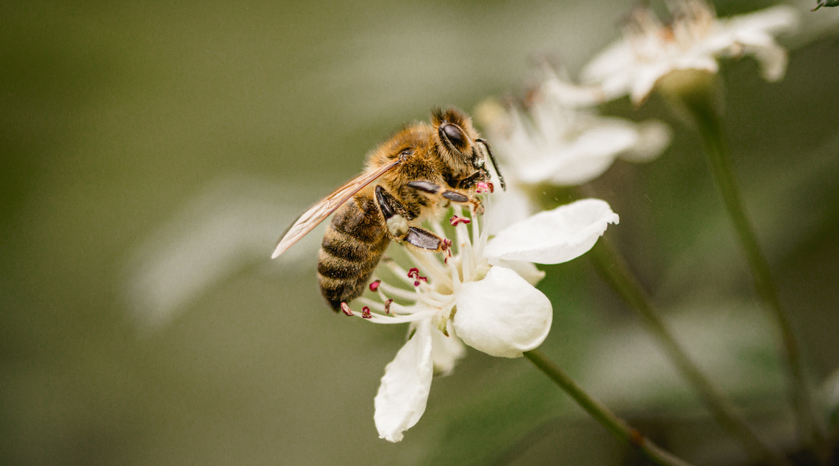 Honeybee Survival During Late Summer